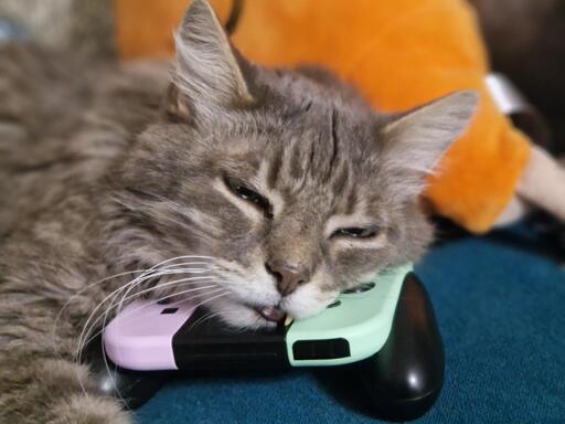 Koda, my cat Miez's brother, falling half asleep on a gaming controller. My friend sent me this pic today in response to our cats' birthday.