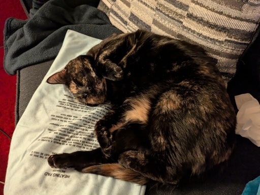 Tortie cat on couch 