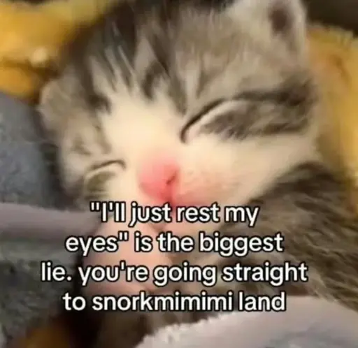 Picture of a sleeping kitten labeled: "I'll just rest my eyes" is the biggest lie. you're going straight to snorkmimimi land