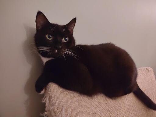 A black cat is laying on the back of a chair standing against a wall. The car is looking to the right of the camera. 