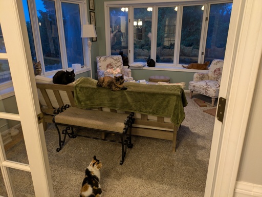 Sun room with seven cats