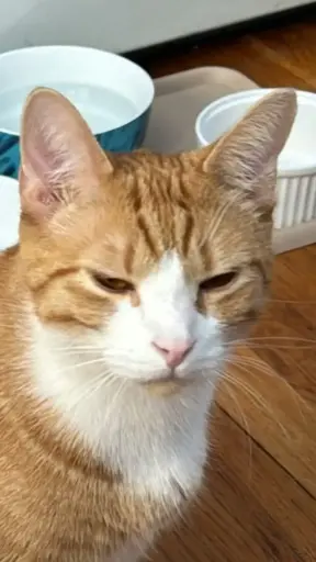 A highly disapproving cat who has been denied third breakfast, a creature with NO SENSE OF PROPORTION and a perpetual grievance. Source: unfortunately, me.