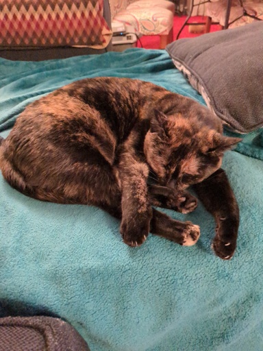 cat npping 