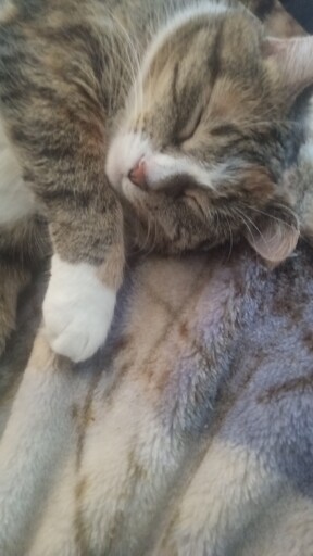 Sleeping Camo Cat